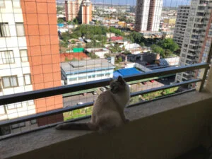 Malla protección para gato