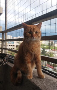 Gato en balcón mallas de seguridad