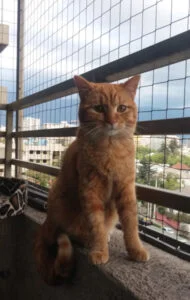 Gato en balcón mallas de seguridad